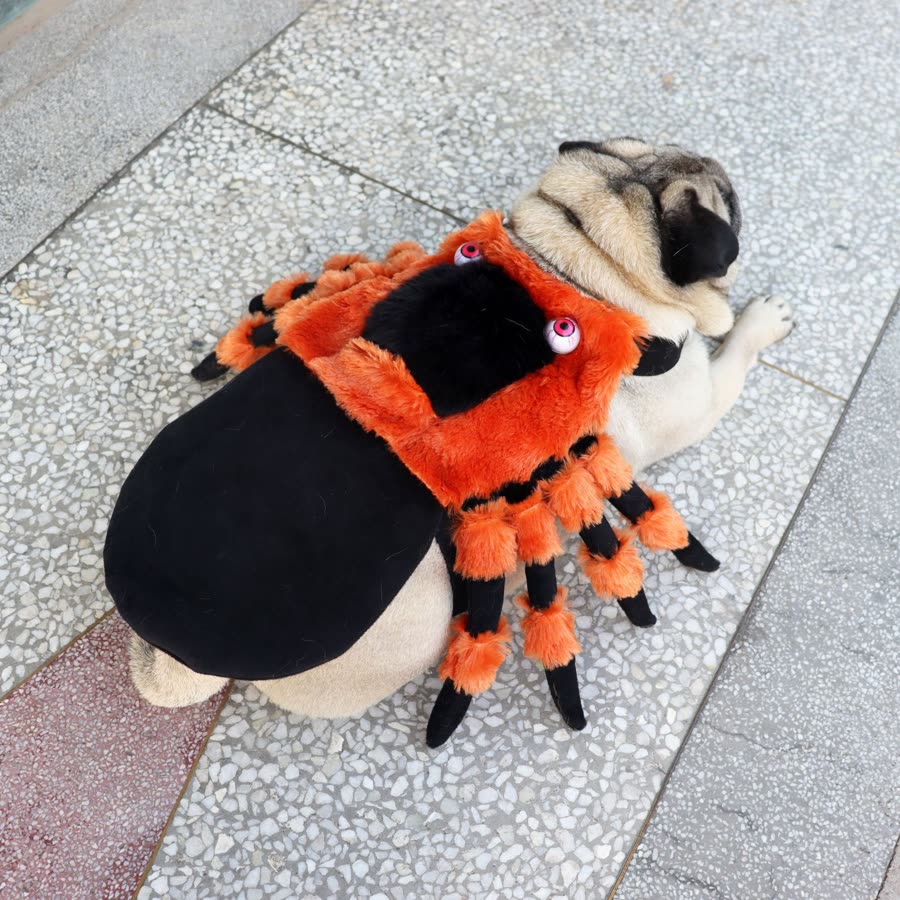 Spinnenkostuum voor hond of kat