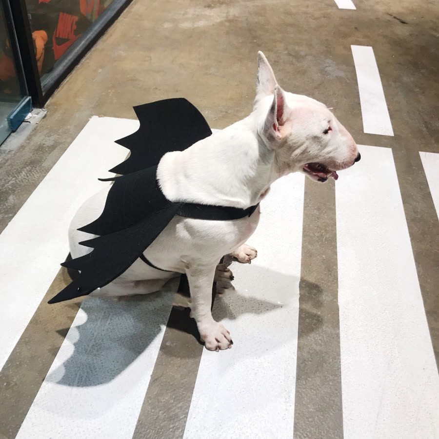 Vleermuisvleugels voor hond of kat